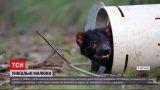 Новости мира: в Австралии в дикой природе родились 7 детей тасманского дьявола