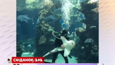 Сеть покорило видео, как аквалангист чешет живот акуле