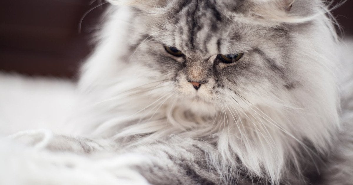 Как убрать кошачью шерсть из одежды