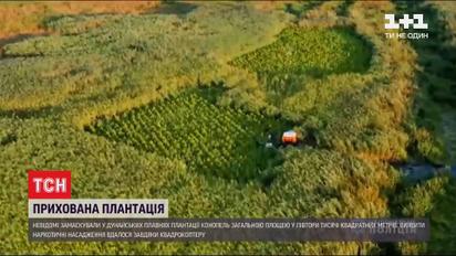 Серед очерету дунайських плавнів виявили незаконні насадження конопель