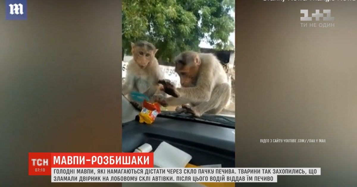 В индии засняли, как обезьяны пытаются стащить еду через стекло машины