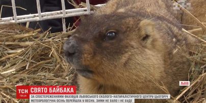 С осени в весну: сурки во Львове сделали климатический прогноз