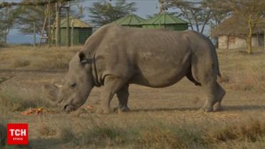 Останній білий носоріг у світі помер