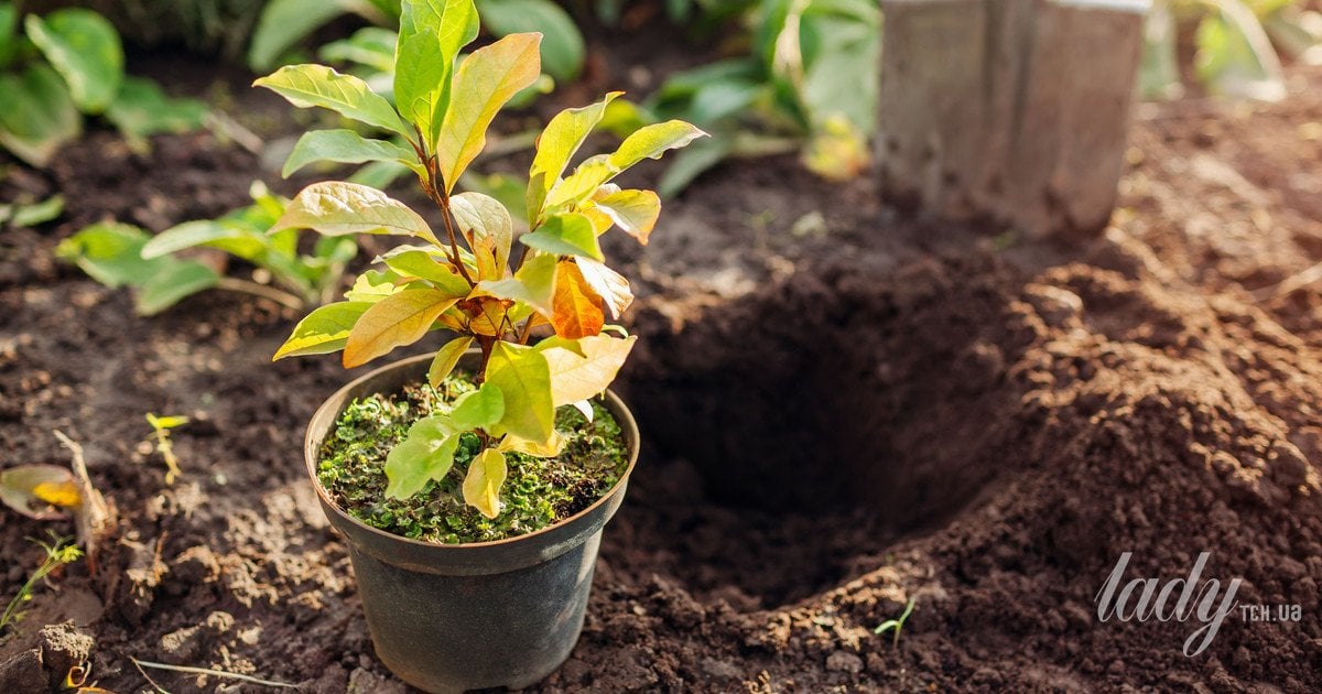 Як пересаджувати рослини