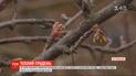 Подарок природы или климатическая опасность: необычно теплая зима царит в Украине