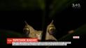 В тропических лесах ученые неожиданно нашли колонию редких рогатых лягушек