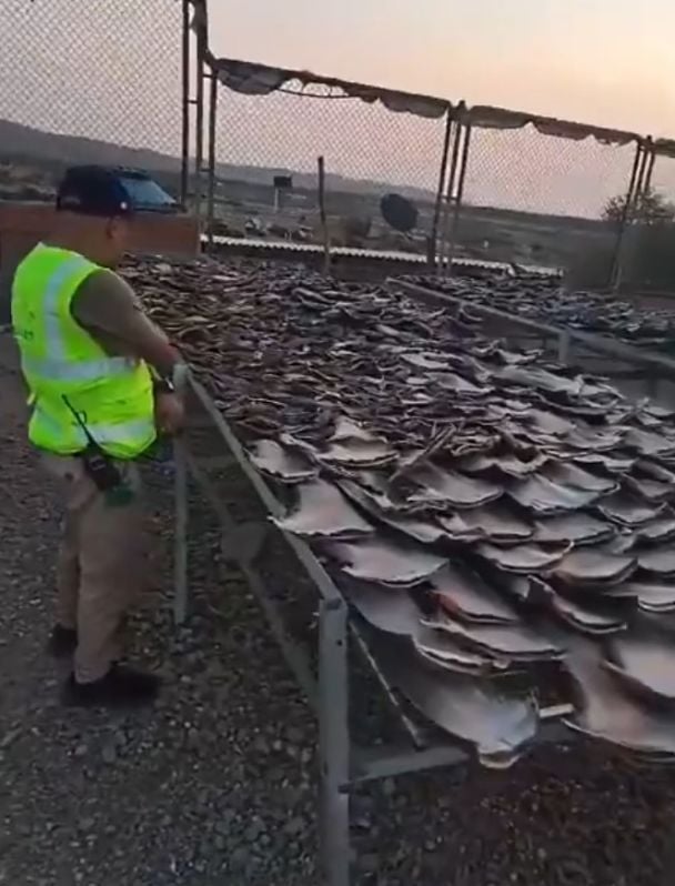 Полиция изъяла 1,3 тонны акульих плавников / © скриншот с видео