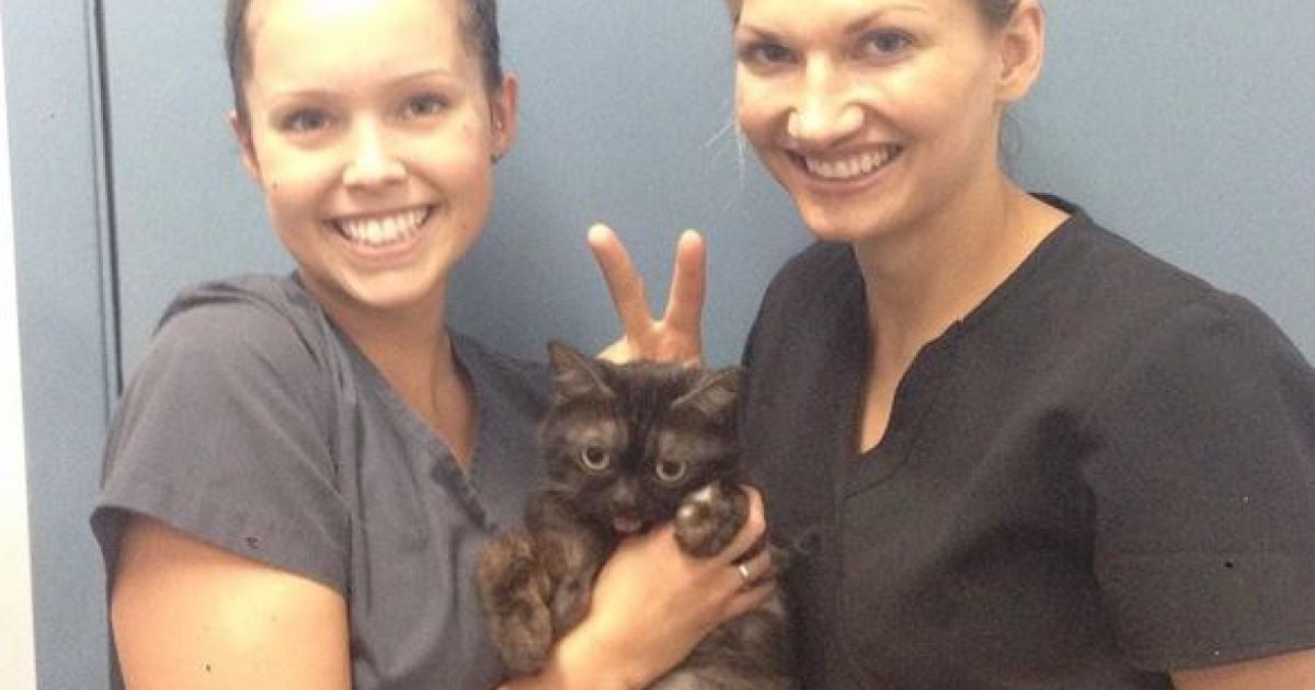 Магу имеет врожденный порок челюсти / © instagram.com/mrmagoothecat