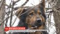 Киевляне обеспокоены появлением нового догхантера из-за жестокого убийства собаки на Печерске