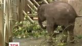 В Пражском зоопарке показали новорожденного слоненка