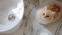 Почему кот ходит за хозяином