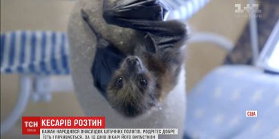 В калифорнийском зоопарке выжила летучая мышь, родившейся во время кесарева сечения