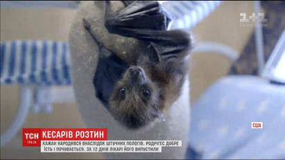 В калифорнийском зоопарке выжила летучая мышь, родившейся во время кесарева сечения