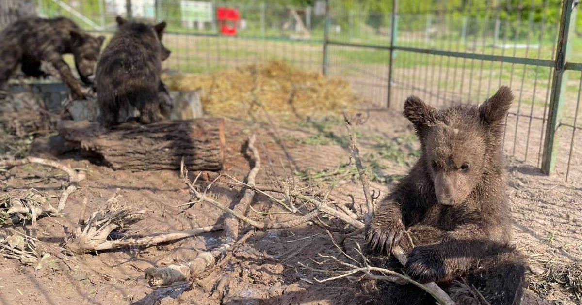 П'ятьох ведмежат врятували із контактного зоопарку в Ясногородці