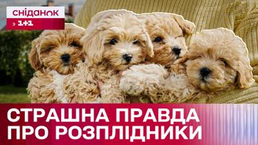 Мальтипу: що приховують розплідники за милими фотографіями?