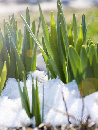 Первоцвіти