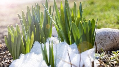 Первоцвіти