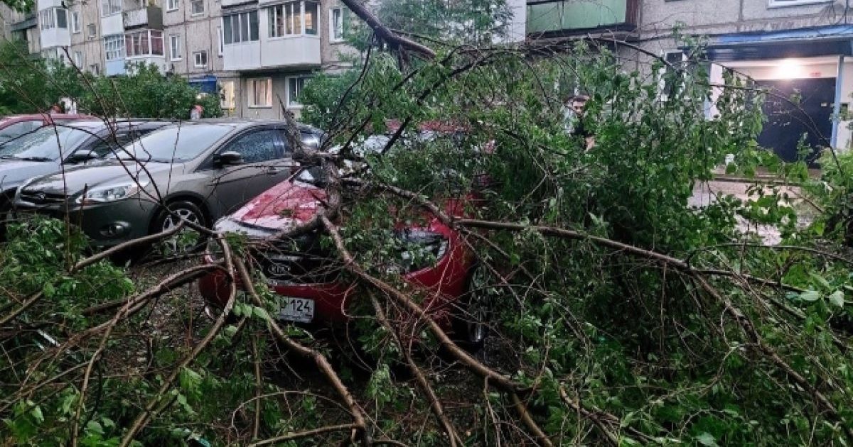Повалені дерева в РФ внаслідок урагану / Фото: з відкритих джерел