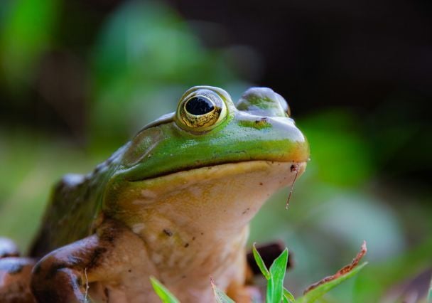 5 сентября не слышно и не видно лягушек — перед непогодой / © Unsplash