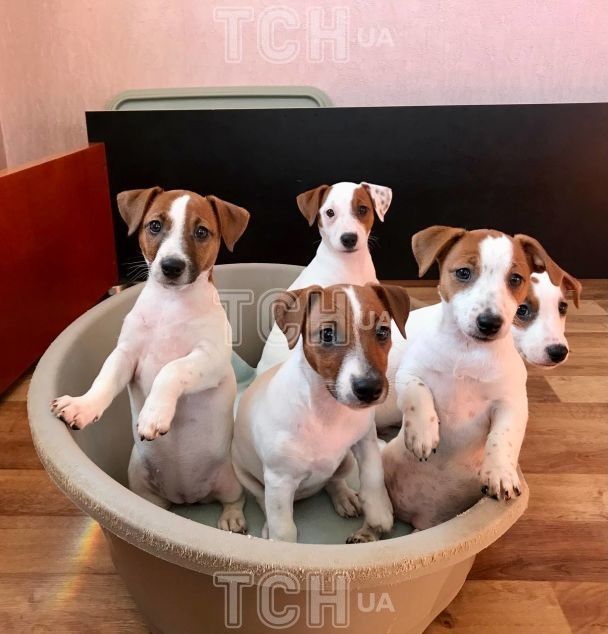 Джек-рассел-тер'єри