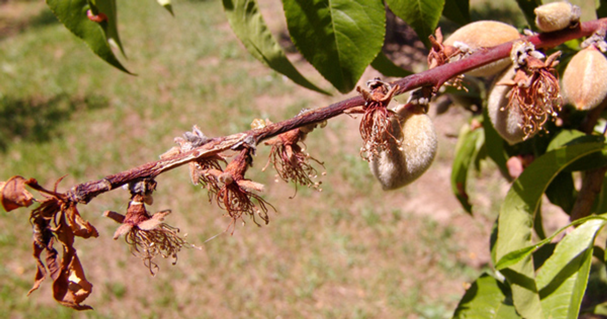 Моніліоз плодових дерев