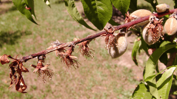 Про головний секрет захисту саду від моніліозу розповів агроном