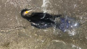 Мертві баклани в Луговому / © Фото з відкритих джерел