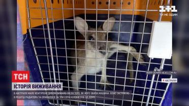 В Австралії маленький кенгуру після ДТП проїхав три сотні кілометрів у решітці радіатора