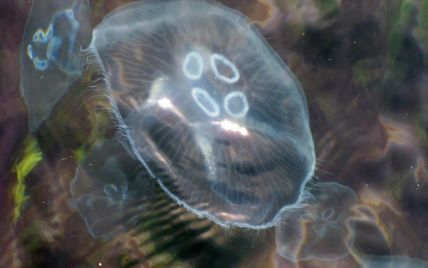 Медузи у Дніпрі: звідки взялися, чому та чи безпечні для людей