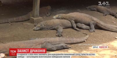 Влада Індонезії закриє для туристів острів, де живуть найбільші ящірки планети
