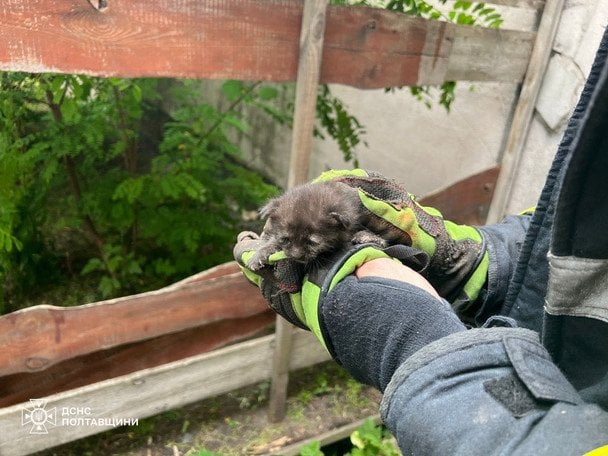 Кошеня опинилося у смертельній пастці в Кременчуці: рятуваль