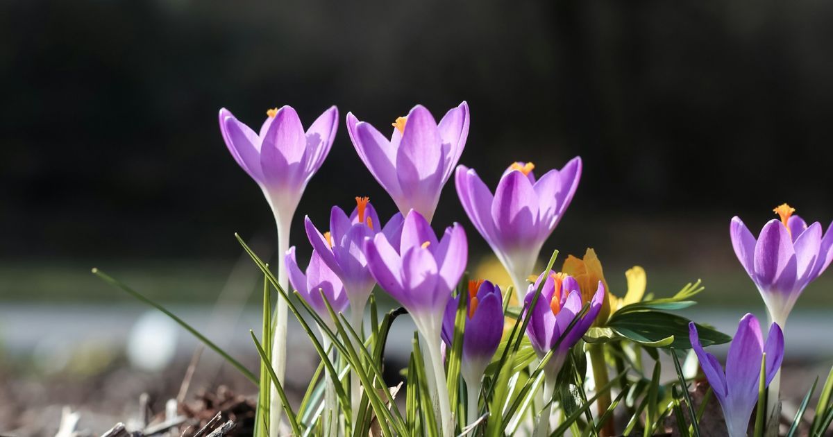 Народні прикмети сьогодні, 21 березня: що заборонено і дозволено робити