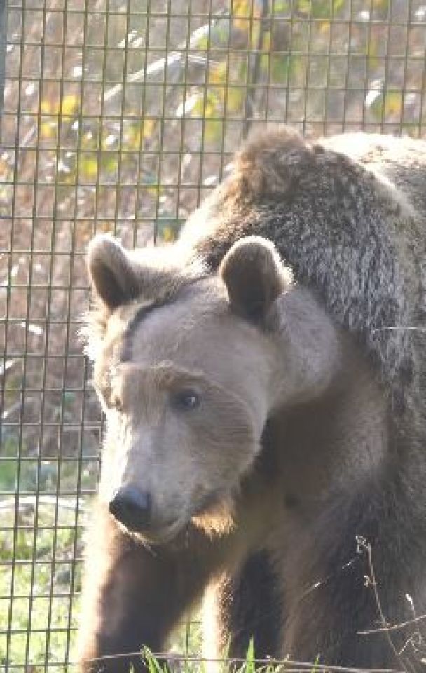 Ведмідь Бокі / © скриншот з відео