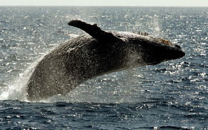 Всесвітній день китів: чи знищить людство величезних ссавців комерційним полюванням