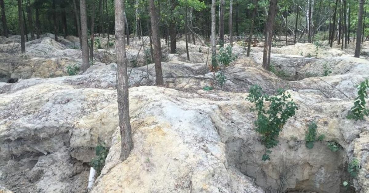 Экокатастрофа на Ровенщине: из-за копателей янтаря вдвое увеличилась площадь уничтоженного леса