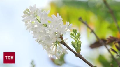 Сирень посреди осени! В Музее под открытым небом в Пирогово появились белые соцветия 