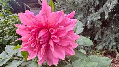 Рожева георгіна