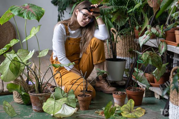 Пересадка растений / © Credits