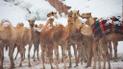 Фото :  dr_ahmad_nabeel/ twitter