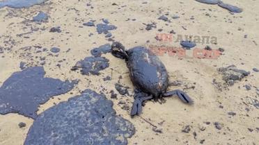 Загиблий птах внаслідок викиду нафтопродуктів