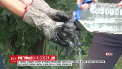Во Львове чрезвычайники вытащили котенка из бочки с отработанным маслом