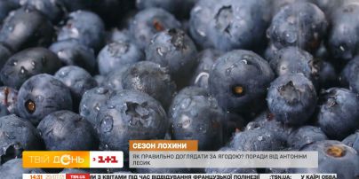 Рецепт літнього десерту з лохини від садової блогерки Антоніни Лесик