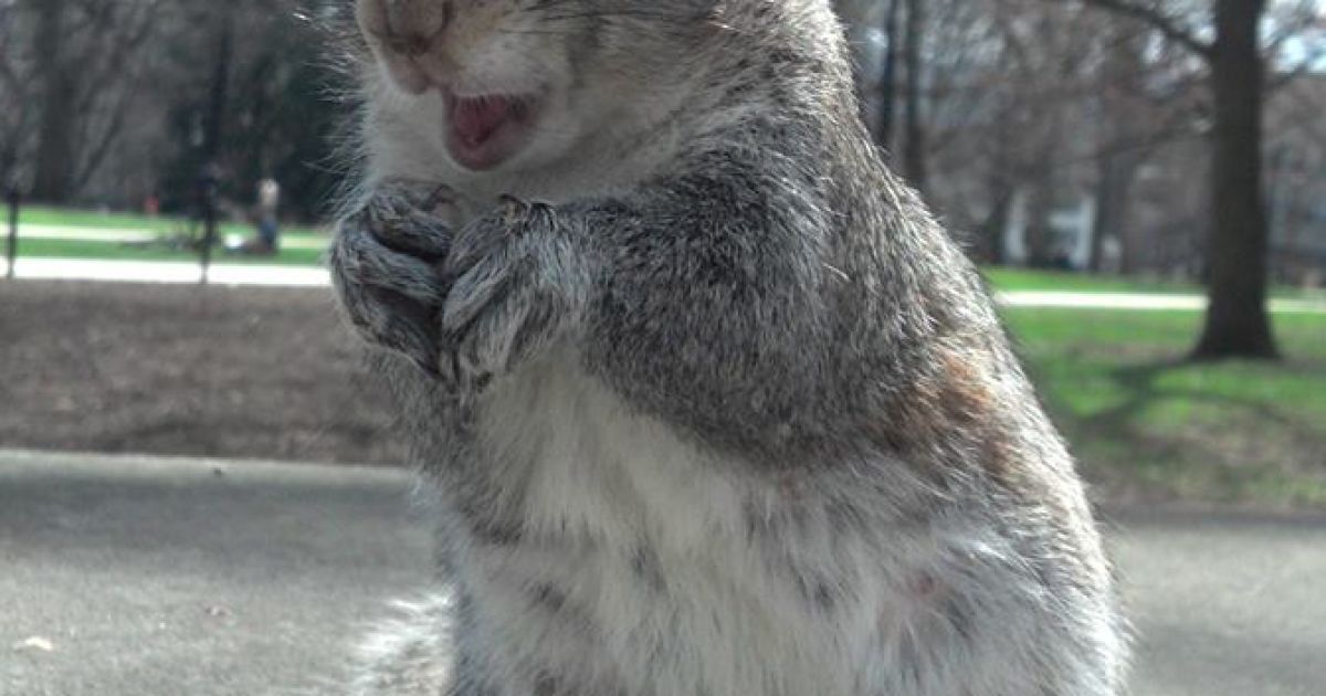 Белка-модница Снизи / © Sneezy The Penn State Squirrel / Facebook