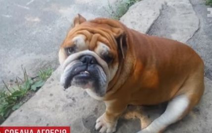 В Киеве взбешенный пес без намордника загрыз насмерть бульдога и ранил его владельцев