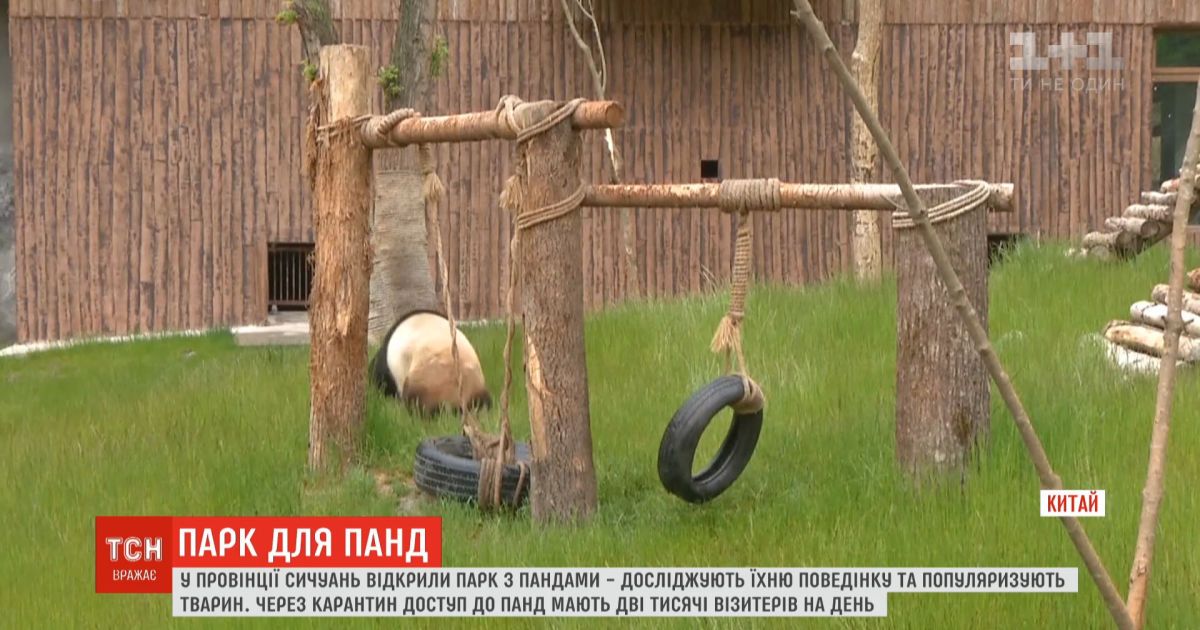 В Китае открыли парк с четырьмя большими пандами