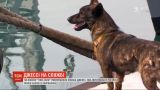 На буксир "Яны Капу" вернулась собака Джесси, которая попала в российский плен вместе с моряками