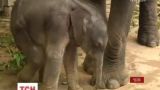 В Праге посетителям показали новорожденного слоненка