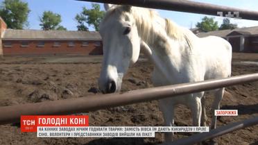 На українських конезаводах немає чим годувати поголів'я