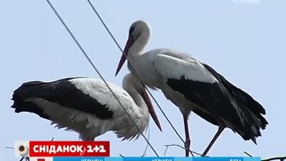 В Гидрометцентре уверяют, что в ближайшее время весна будет греть Украину