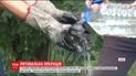 У Львові надзвичайники витягли кошеня з діжки з відпрацьованим мастилом